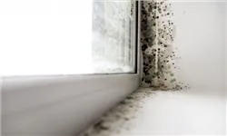Màng sơn bị nấm mốc nguyên nhân do đâu? Màng sơn bị nấm mốc nguyên nhân do đâu?